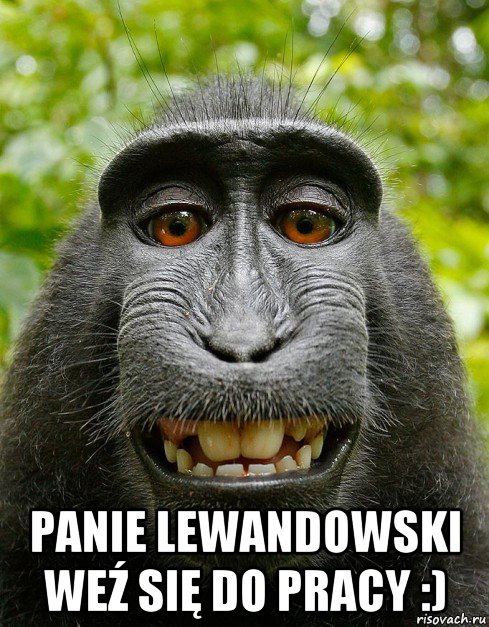  panie lewandowski weź się do pracy :), Мем  Довольная обезьяна