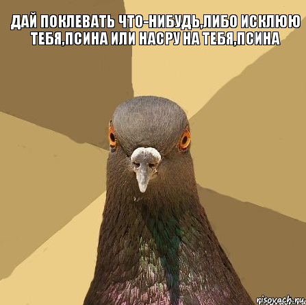 Дай поклевать что-нибудь,либо исклюю тебя,псина или насру на тебя,псина, Комикс Голубь