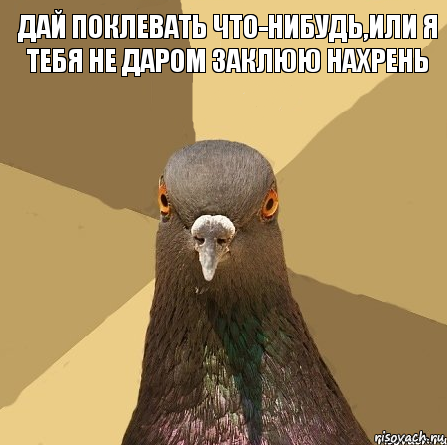 Дай поклевать что-нибудь,или я тебя не даром заклюю нахрень, Комикс Голубь