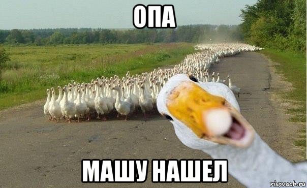 опа машу нашел, Мем гуси