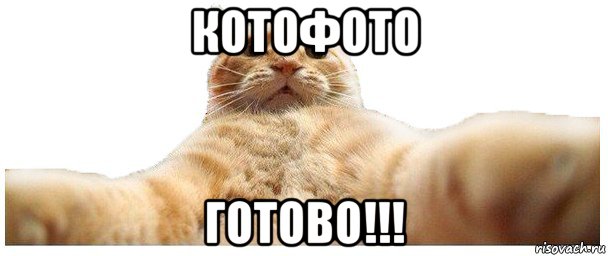 котофото готово!!!, Мем   Кэтсвилл