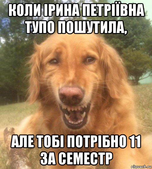 коли ірина петріївна тупо пошутила, але тобі потрібно 11 за семестр, Мем   Когда увидел что соседского кота отнесли в чебуречную