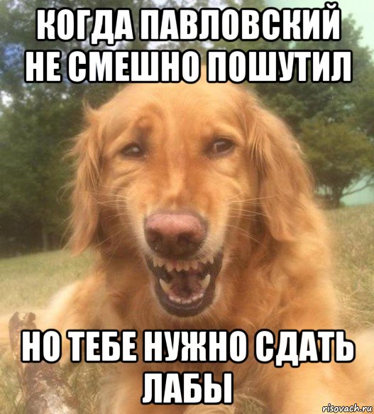 когда павловский не смешно пошутил но тебе нужно сдать лабы, Мем   Когда увидел что соседского кота отнесли в чебуречную