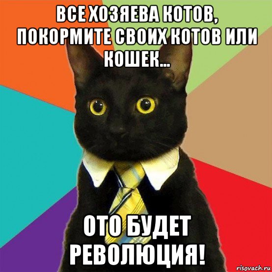 все хозяева котов, покормите своих котов или кошек... ото будет революция!, Мем  Кошечка