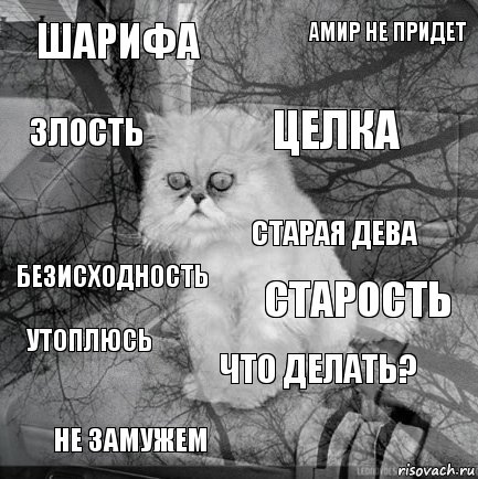 шарифа старость целка не замужем безисходность амир не придет что делать? злость утоплюсь старая дева, Комикс  кот безысходность