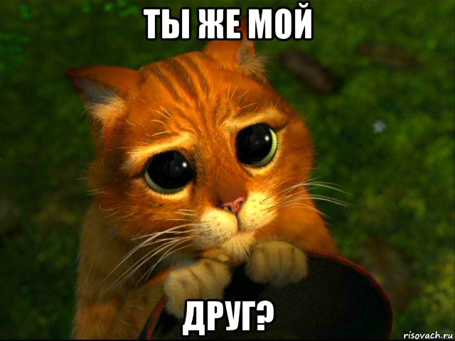 ты же мой друг?, Мем кот из шрека