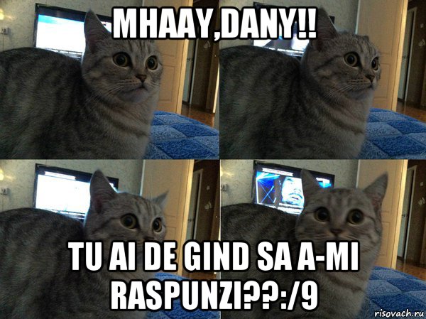 mhaay,dany!! tu ai de gind sa a-mi raspunzi??:/9, Мем  Кот в шоке