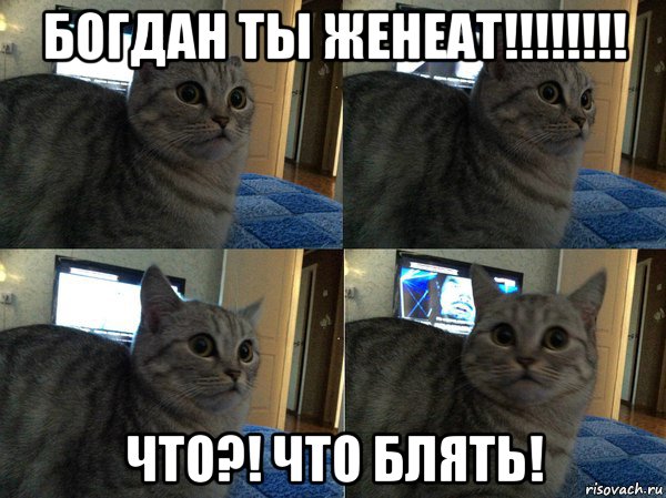 богдан ты женеат!!!!!!!! что?! что блять!, Мем  Кот в шоке