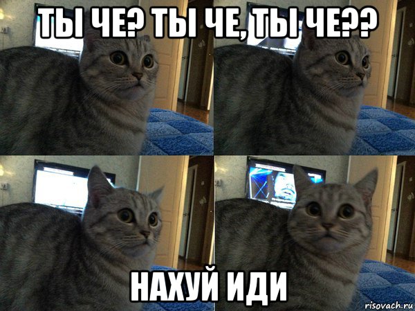 ты че? ты че, ты че?? нахуй иди, Мем  Кот в шоке