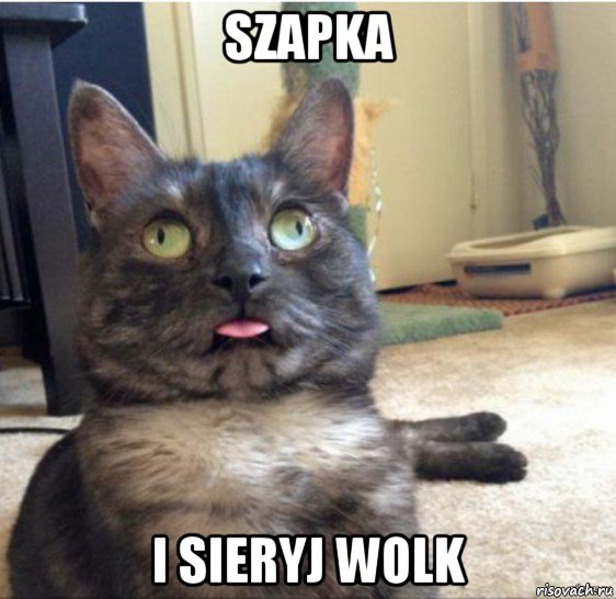 szapka i sieryj wolk, Мем   Кот завис