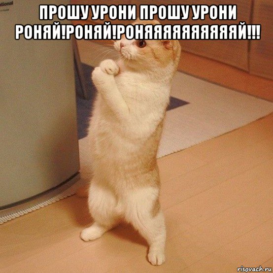 прошу урони прошу урони роняй!роняй!роняяяяяяяяяяй!!! , Мем  котэ молится