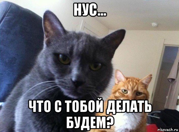 нус... что с тобой делать будем?, Мем  Два котэ