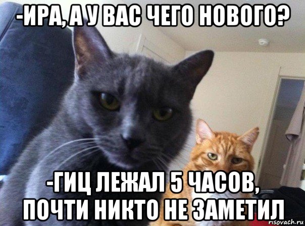 -ира, а у вас чего нового? -гиц лежал 5 часов, почти никто не заметил, Мем  Два котэ