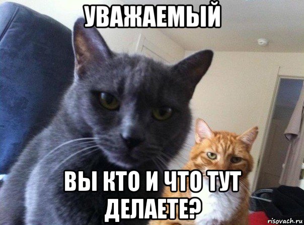 уважаемый вы кто и что тут делаете?, Мем  Два котэ