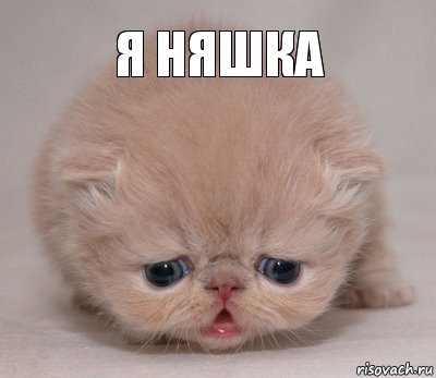 я няшка, Комикс Котик