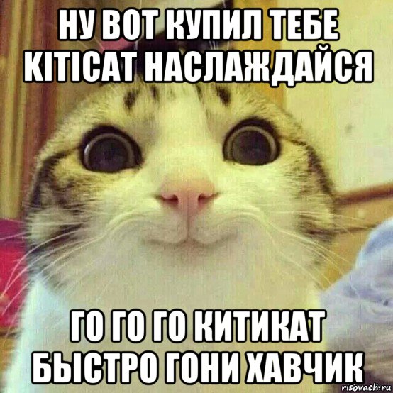 ну вот купил тебе kiticat наслаждайся го го го китикат быстро гони хавчик, Мем       Котяка-улыбака