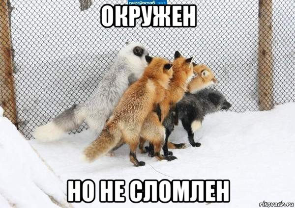 окружен но не сломлен