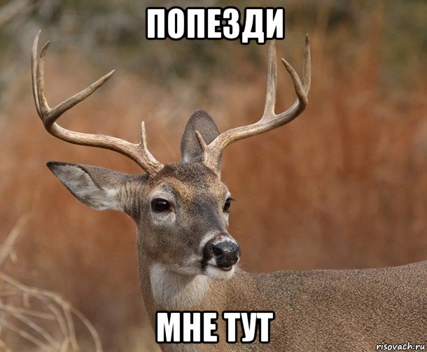 попезди мне тут, Мем  Наивный Олень v2