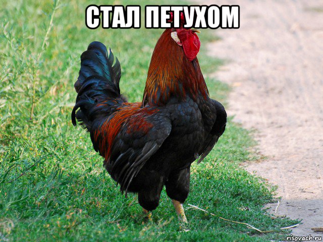 стал петухом 