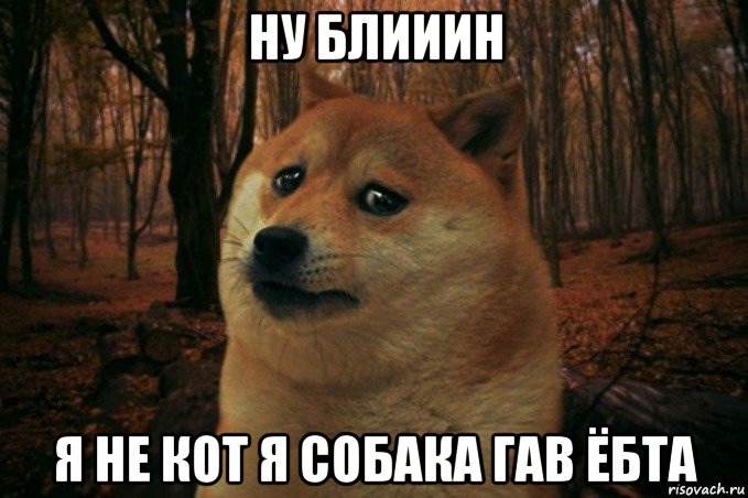 ну блииин я не кот я собака гав ёбта, Мем SAD DOGE