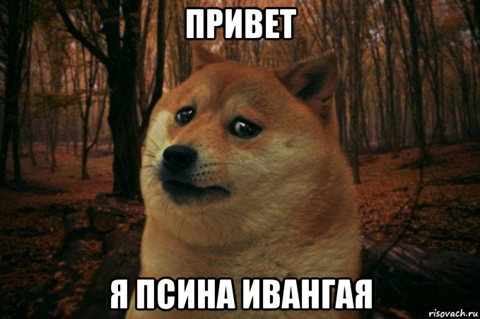 привет я псина ивангая, Мем SAD DOGE