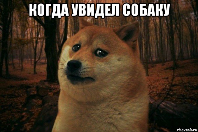 когда увидел собаку , Мем SAD DOGE