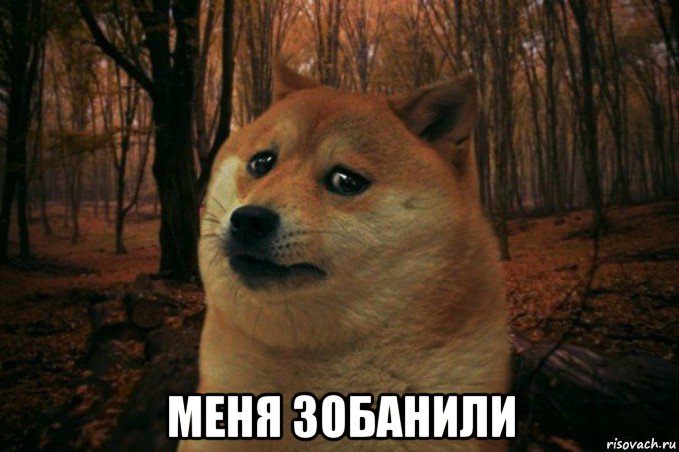  меня зобанили, Мем SAD DOGE