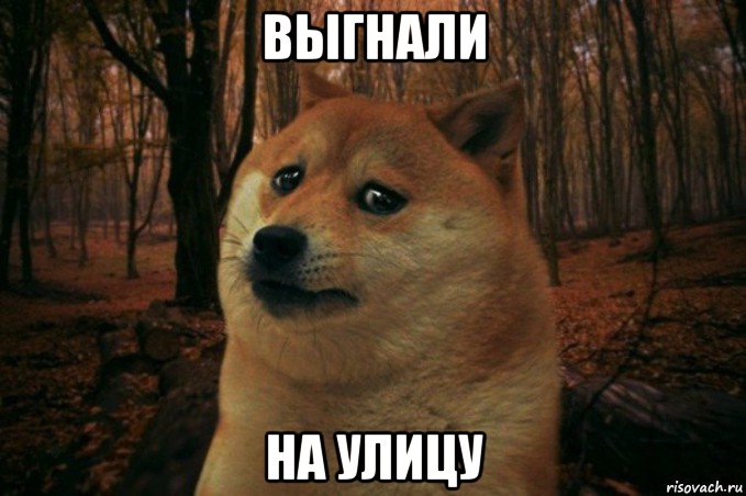 выгнали на улицу, Мем SAD DOGE