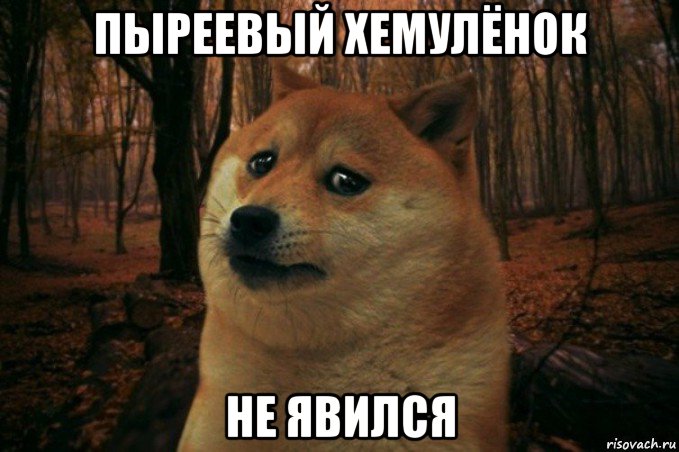 пыреевый хемулёнок не явился, Мем SAD DOGE