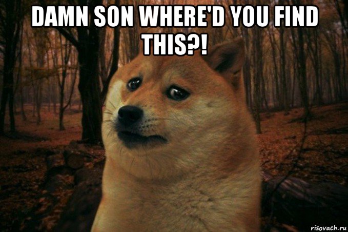 damn son where'd you find this?! , Мем SAD DOGE