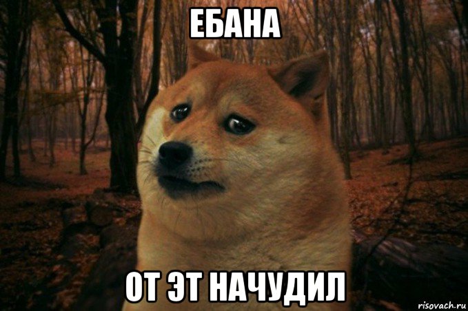 ебана от эт начудил, Мем SAD DOGE