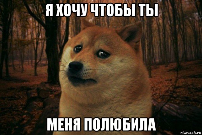 я хочу чтобы ты меня полюбила, Мем SAD DOGE