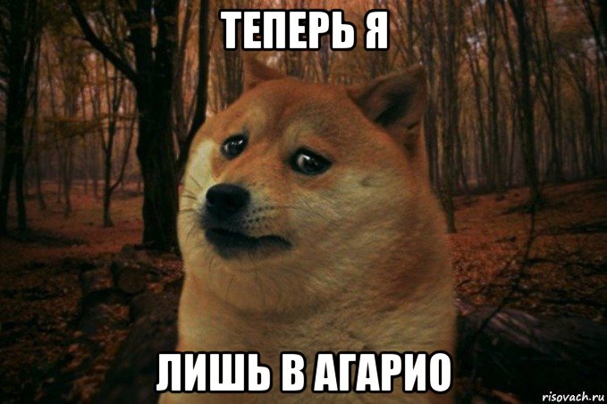 теперь я лишь в агарио, Мем SAD DOGE