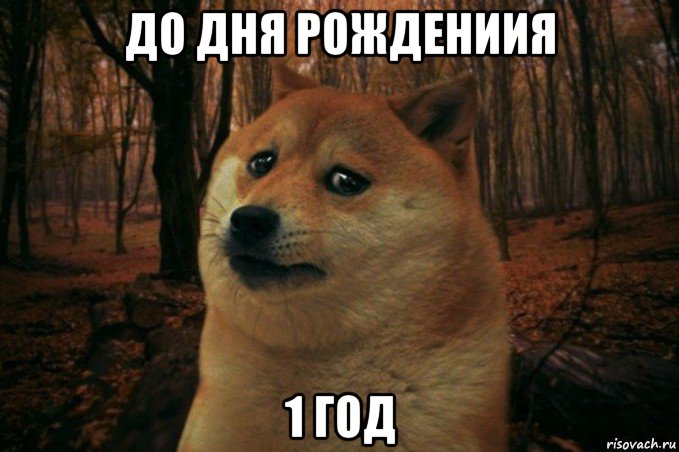 до дня рождениия 1 год, Мем SAD DOGE