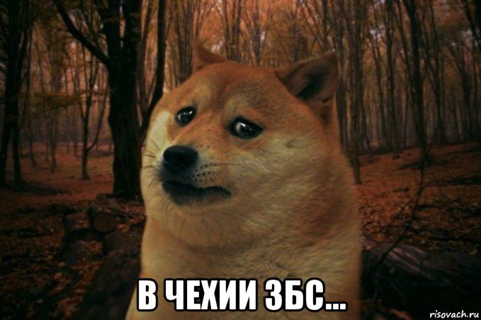  в чехии збс..., Мем SAD DOGE