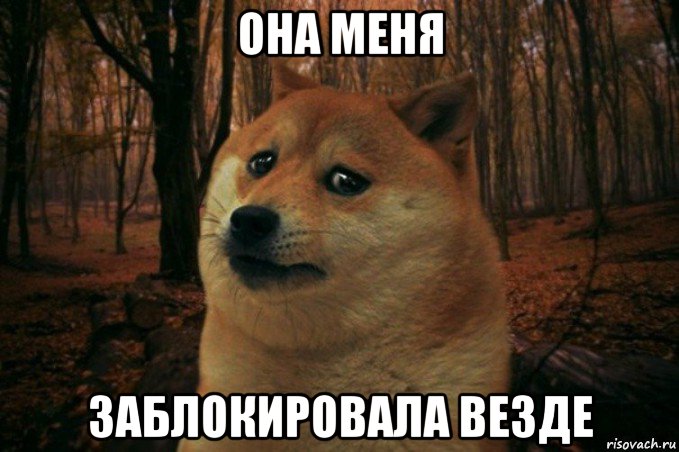 она меня заблокировала везде, Мем SAD DOGE