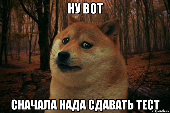 ну вот сначала нада сдавать тест, Мем SAD DOGE