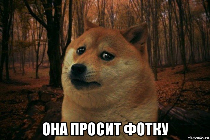  она просит фотку, Мем SAD DOGE