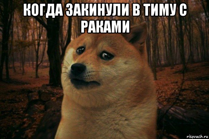 когда закинули в тиму с раками , Мем SAD DOGE