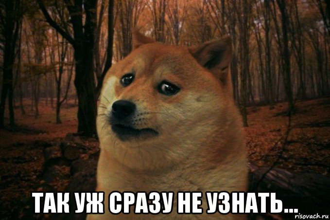  так уж сразу не узнать..., Мем SAD DOGE