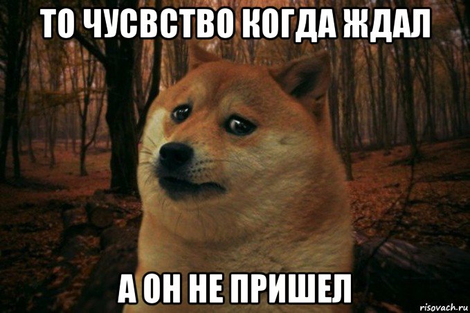 то чусвство когда ждал а он не пришел, Мем SAD DOGE