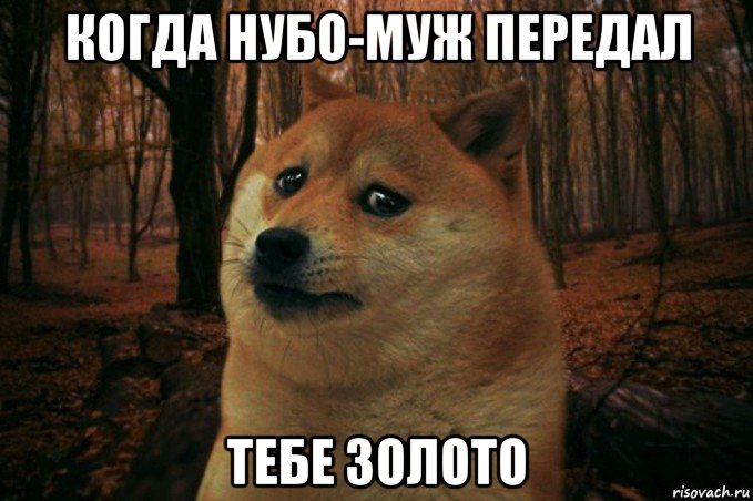 когда нубо-муж передал тебе золото, Мем SAD DOGE