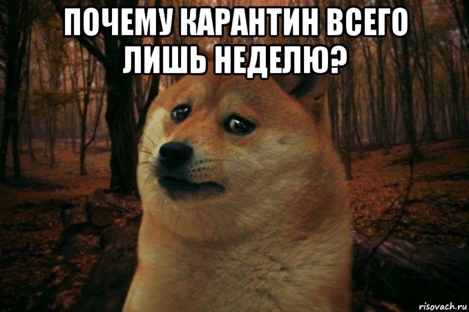 почему карантин всего лишь неделю? , Мем SAD DOGE