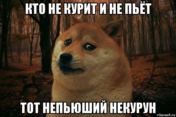 кто не курит и не пьёт тот непьюший некурун, Мем SAD DOGE