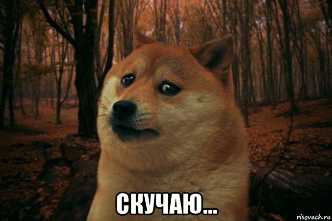  скучаю..., Мем SAD DOGE