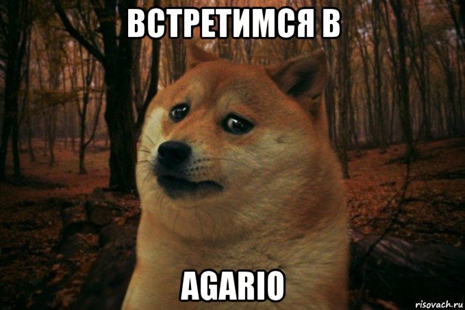 встретимся в agario, Мем SAD DOGE