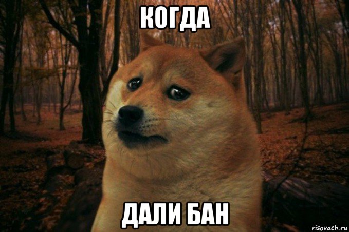 когда дали бан, Мем SAD DOGE