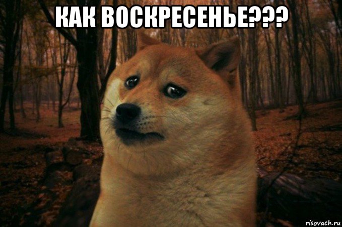 как воскресенье??? , Мем SAD DOGE