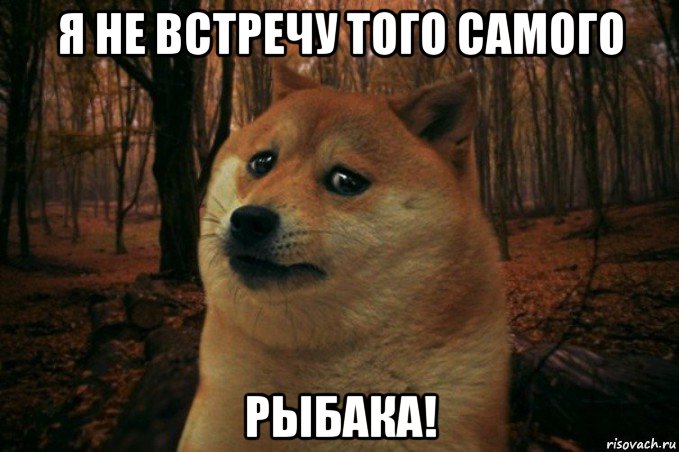 я не встречу того самого рыбака!, Мем SAD DOGE