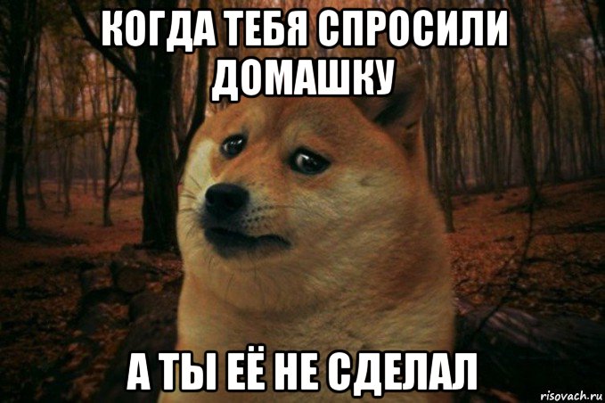 когда тебя спросили домашку а ты её не сделал, Мем SAD DOGE